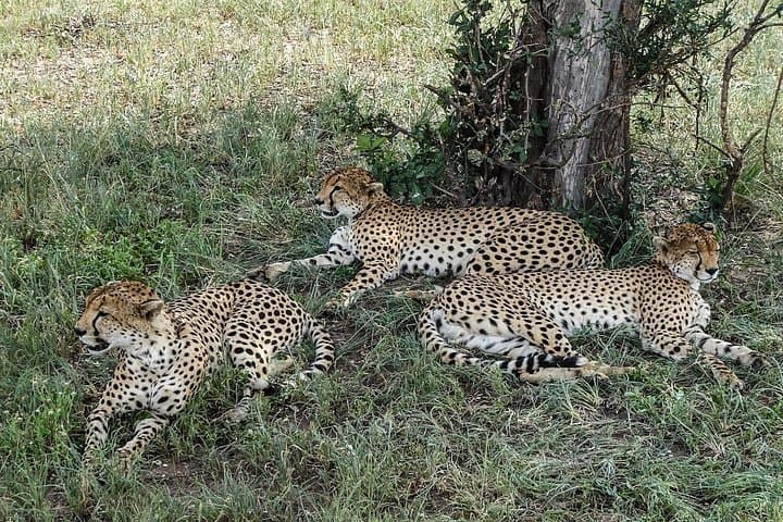Tarangire Park Day Trip: Open-Roof Safari, Baobabs & Elephant Herds photo 5