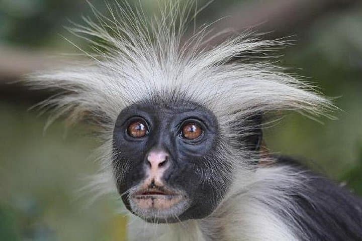 Explore Jozani Forest and Zanzibar Spice Farm: Red Colobus & Tastes of Spice