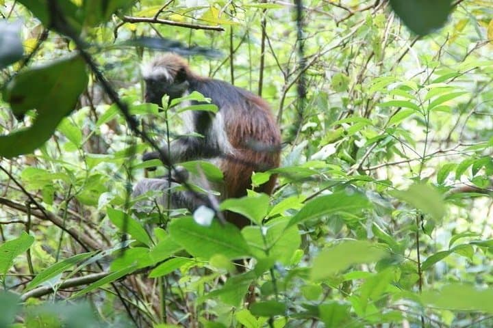 Explore Jozani Forest and Zanzibar Spice Farm: Red Colobus & Tastes of Spice photo 2