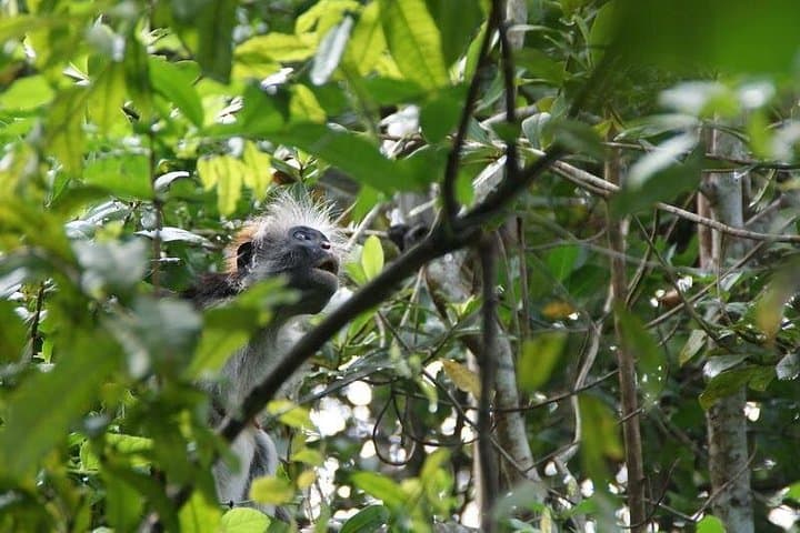 Explore Jozani Forest and Zanzibar Spice Farm: Red Colobus & Tastes of Spice photo 3