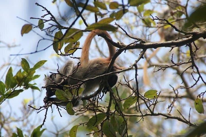 Explore Jozani Forest and Zanzibar Spice Farm: Red Colobus & Tastes of Spice photo 4
