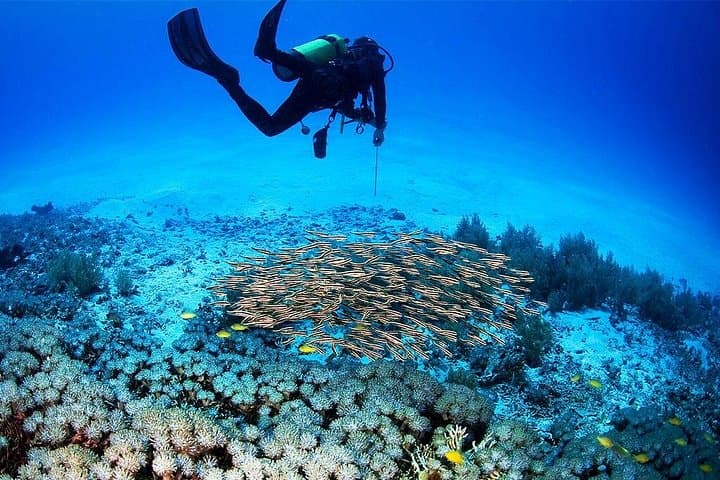 Menjangan Island Bali Diving: Coral Gardens & Drop-Offs from Pemuteran photo 4