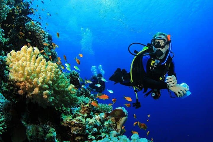 Menjangan Island Bali Diving: Coral Gardens & Drop-Offs from Pemuteran photo 1