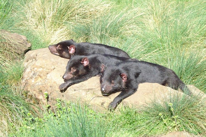 Day Keeper Tour at Devils@Cradle — Up-Close Tasmanian Devil Sanctuary Experience