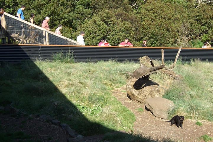 Day Keeper Tour at Devils@Cradle — Up-Close Tasmanian Devil Sanctuary Experience photo 2