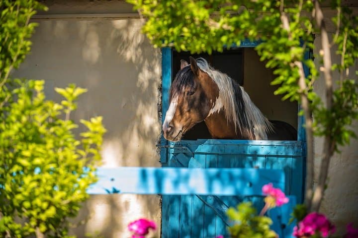 Horseback Ride to Finikia & Mount Giouchtas with Traditional Cretan Lunch photo 3