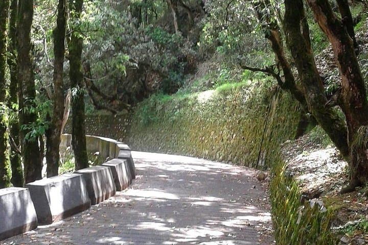 Mussoorie Nature Walk: 2-Hour Guided Trail Through Himalayan Woods photo 2