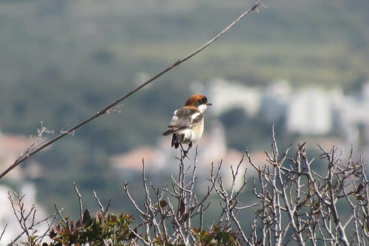 Sagres birdwatching day — coastal migration watch on the Algarve peninsula photo 5