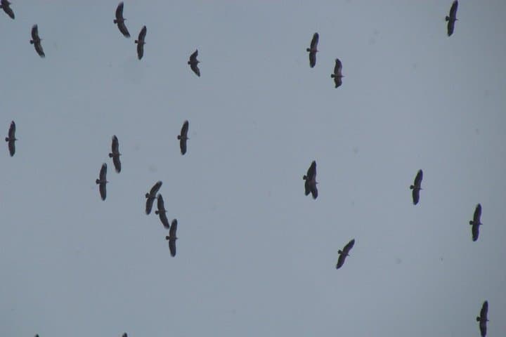 Sagres birdwatching day — coastal migration watch on the Algarve peninsula photo 2