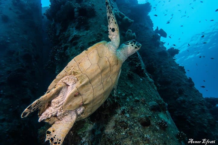 Guided Red Sea Dive in Eilat: Coral Reefs & Shallow Wrecks for Certified Divers