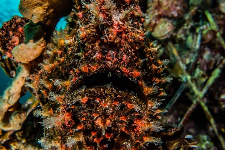 Guided Red Sea Dive in Eilat: Coral Reefs & Shallow Wrecks for Certified Divers photo 6