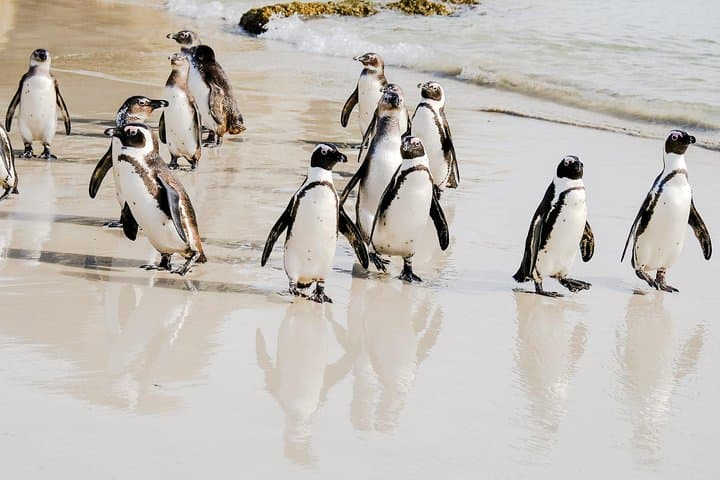 Coastal Wonders: Best of the Cape Peninsula Private Tour from Cape Town