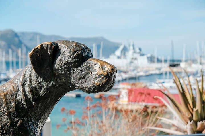 Coastal Wonders: Best of the Cape Peninsula Private Tour from Cape Town photo 4