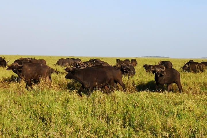 3-Day Serengeti and Ngorongoro Camping Safari from Moshi