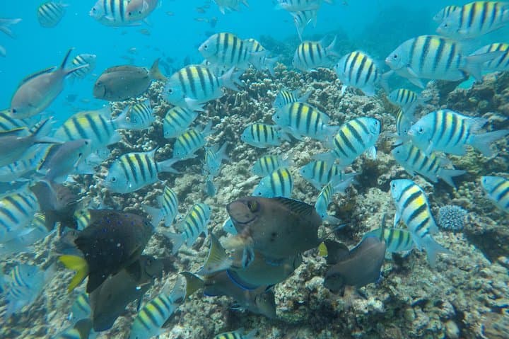 Private Catamaran Cruise in Barbados — Snorkel with Turtles (Small Groups) photo 6