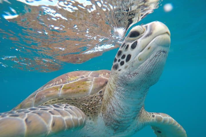 Private Catamaran Cruise in Barbados — Snorkel with Turtles (Small Groups) photo 2
