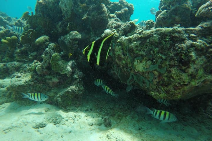 Private Catamaran Cruise in Barbados — Snorkel with Turtles (Small Groups) photo 5