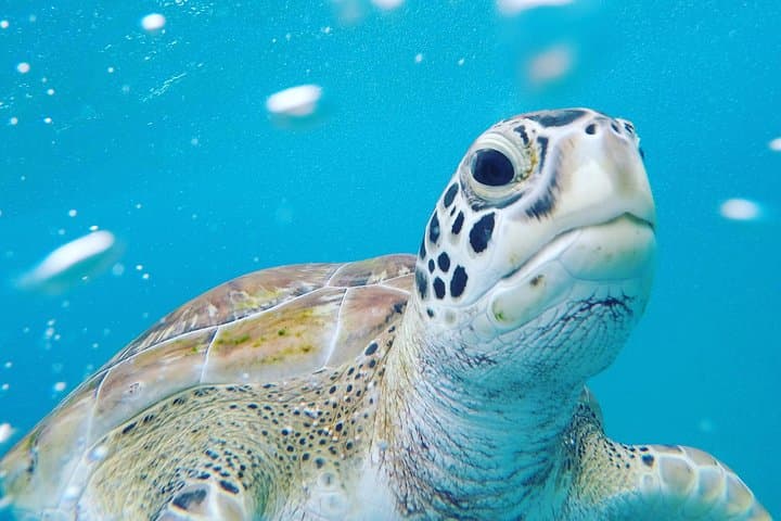 Private Catamaran Cruise in Barbados — Snorkel with Turtles (Small Groups) photo 3