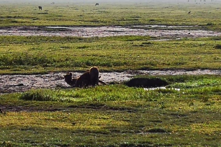 Budget Safari: 4 Days in Serengeti & Ngorongoro Crater