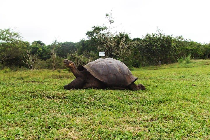 4-Day Galapagos Express: Santa Cruz Highlands, Tortuga Bay & Snorkel Tour photo 5