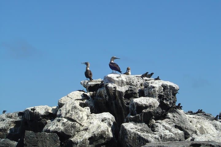 4-Day Galapagos Express: Santa Cruz Highlands, Tortuga Bay & Snorkel Tour photo 2