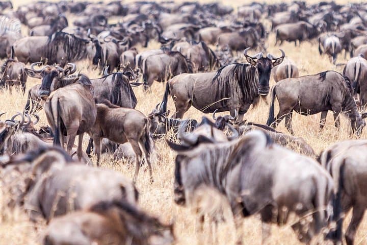 4-Day Luxury Masai Mara Private Safari: Great Wildebeest Migration by 4x4 Jeep photo 2