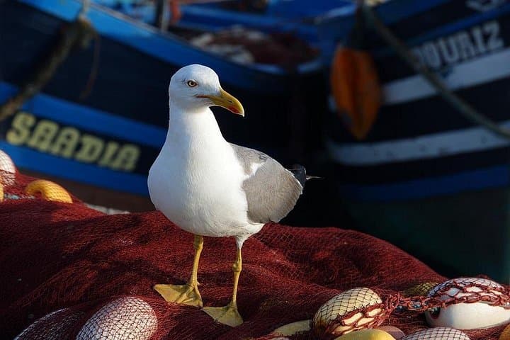 Marrakech to Essaouira Day Trip — Atlantic Winds, Medina Walks & Argan Oil photo 4