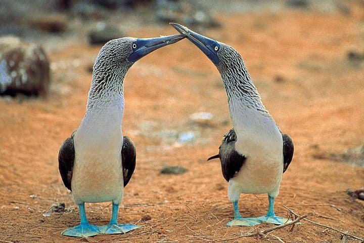 Galapagos Islands Explorer: 4–5 Day Santa Cruz Base with Yacht Excursions photo 3