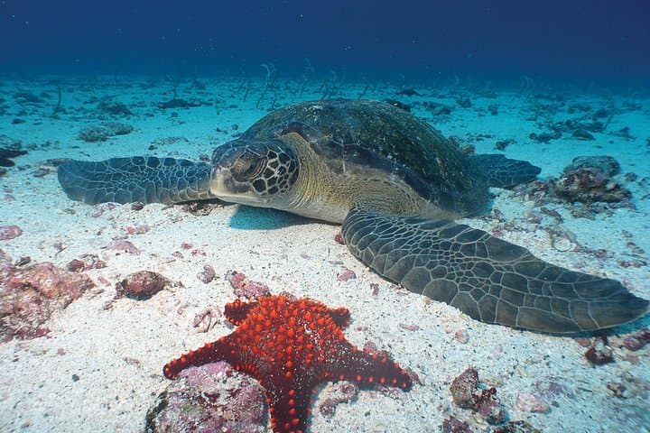 Galapagos Islands Explorer: 4–5 Day Santa Cruz Base with Yacht Excursions photo 4