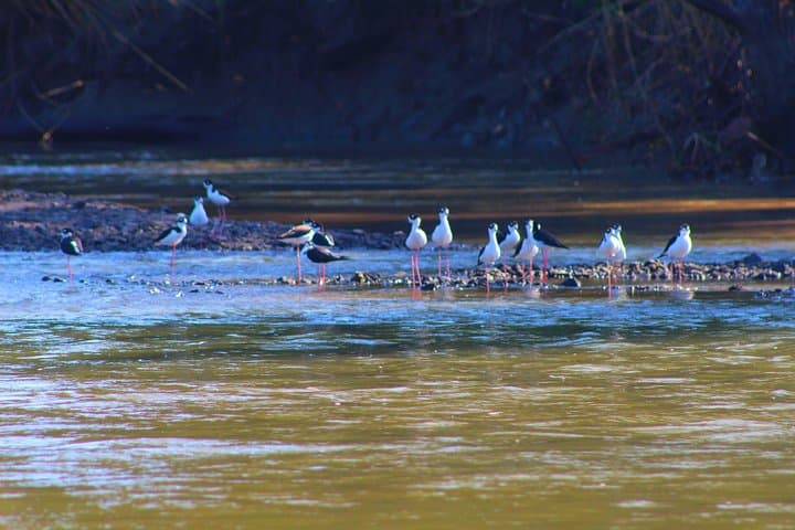 Palo Verde RiverRide: Tempisque River Boat Tour from Guanacaste photo 6