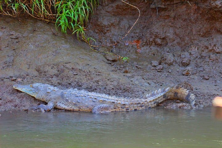 Palo Verde RiverRide: Tempisque River Boat Tour from Guanacaste photo 4