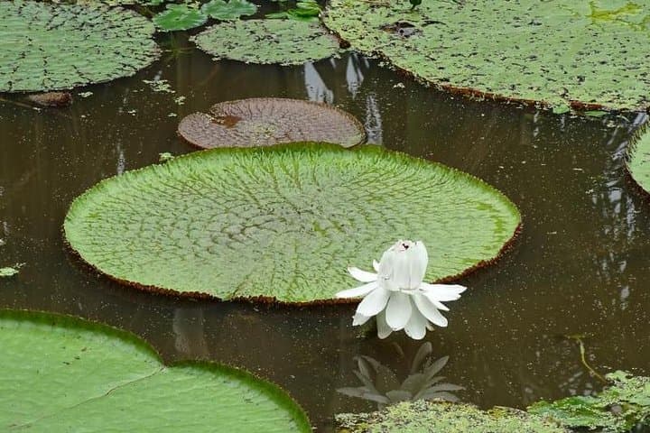 4-Day Amazon Lodge Expedition from Iquitos — Amazon Wonder Expeditions photo 6