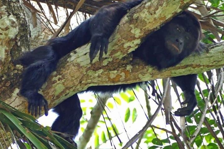 Monkey River Wildlife Cruise from Placencia: Howler Monkeys, Manatees & Local Life