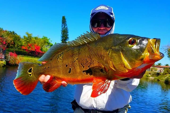 Urban Peacock Bass Fishing at Miami Airport Lakes — Guided 4‑Hour Charter