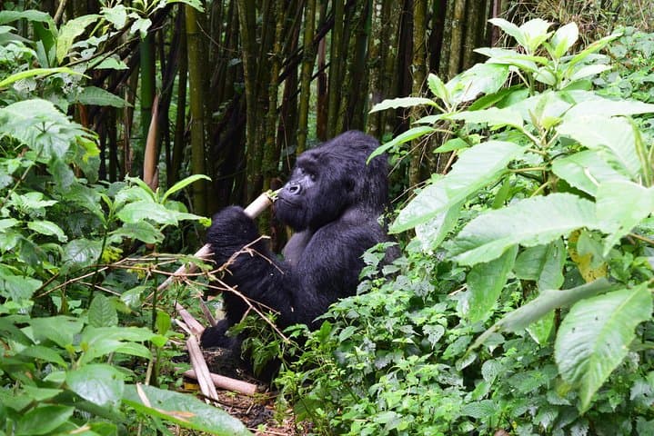 Kahuzi-Biega Lowland Gorilla Trekking — 3-Day Eastern Lowland Gorilla Safari photo 4