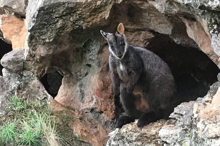Blue Mountains private wildlife safari overnight from Sydney photo 2