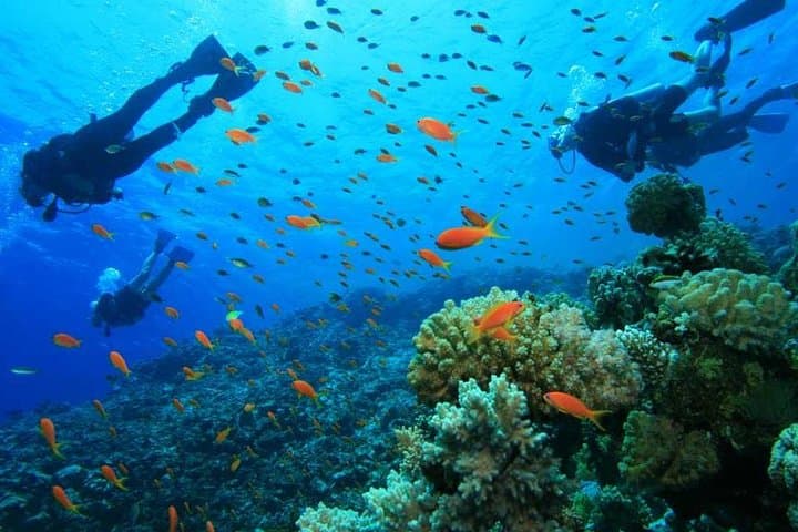 Single-Tank Fun Dive on Roatán’s West Side — Reef Dive with Transfers