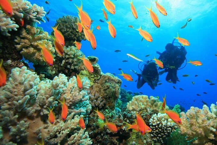 Single-Tank Fun Dive on Roatán’s West Side — Reef Dive with Transfers photo 2