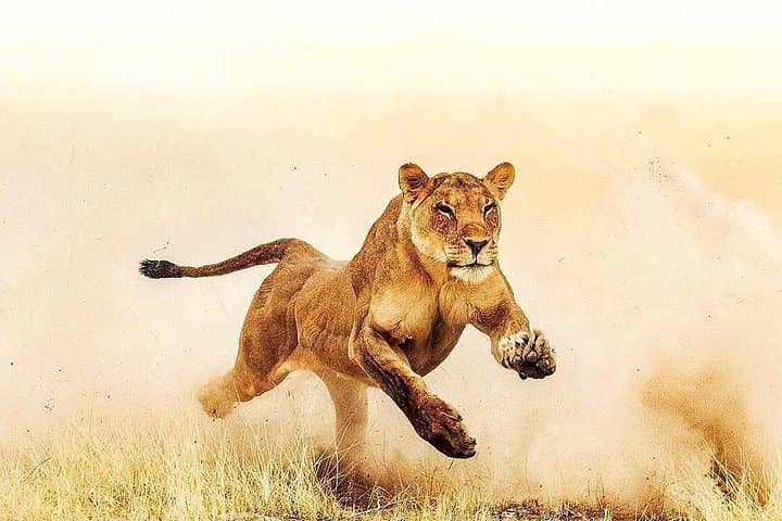 6-Day Cultural Safari: Hadzabe, Serengeti & Ngorongoro Crater Adventure photo 5