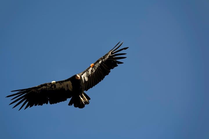 Explore the Grand Canyon South Rim: A Comprehensive Day Trip from Flagstaff photo 3