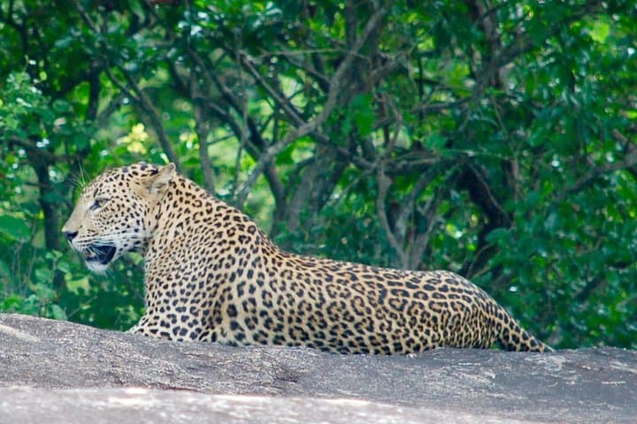 Yala National Park Leopard Safari — Full & Half Day Jeep Tours