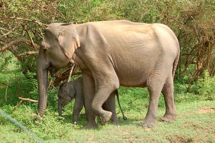 Yala National Park Leopard Safari — Full & Half Day Jeep Tours photo 2