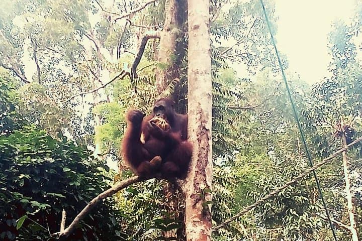 Kuching Rainforest Kayak and Semenggoh Orangutan Encounter photo 2