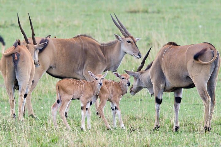 3-Day Masai Mara Safari from Nairobi — Daily Group Departures photo 1