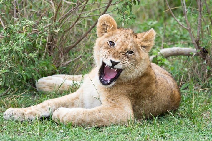 3-Day Masai Mara Safari from Nairobi — Daily Group Departures photo 2