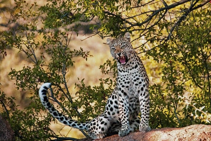 3-Day Amboseli Safari: Up-Close Elephants & Kilimanjaro Views