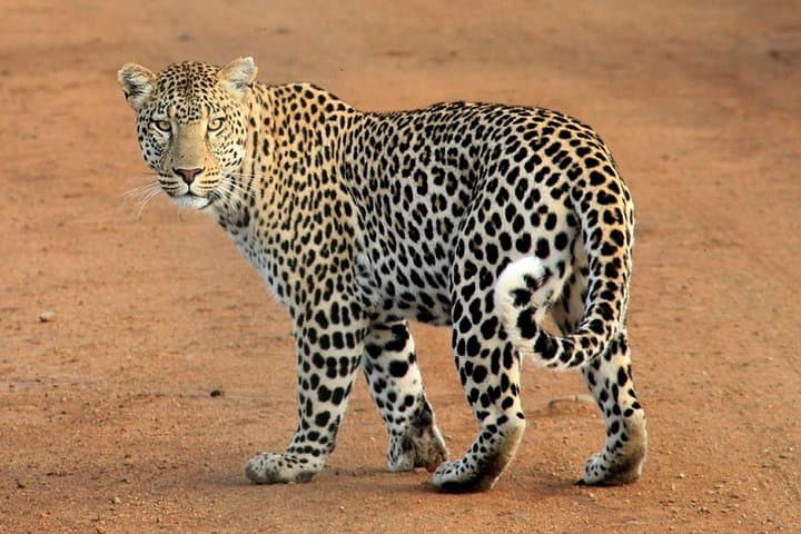 3-Day Amboseli Safari: Up-Close Elephants & Kilimanjaro Views photo 2