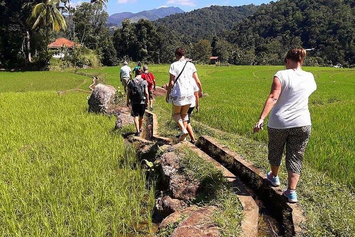 6-Day Authentic Sri Lanka: Village Life, Knuckles Waterfalls & Eco Lodges photo 3
