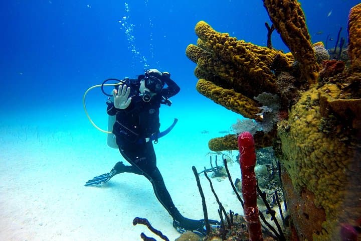 Catalina Island Scuba Diving: Two-Tank Guided Dives from Punta Cana