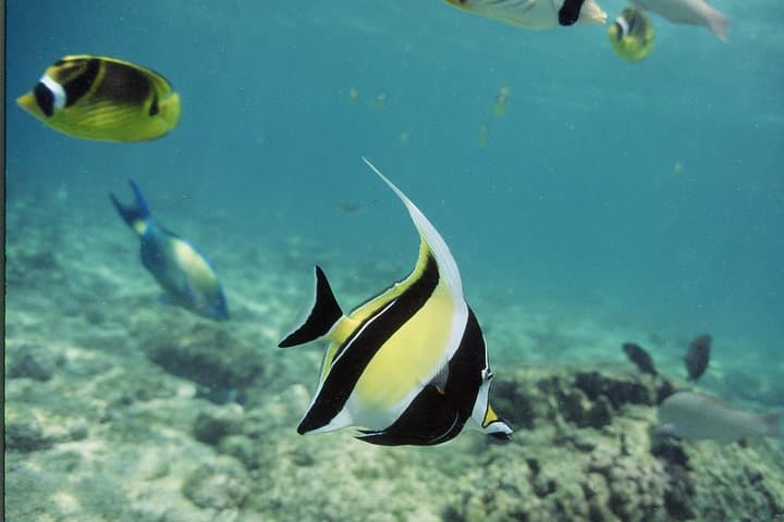 Kona Glass-Bottom Boat Reef Tour: Kailua-Kona Marine Life & Coral Viewing photo 4